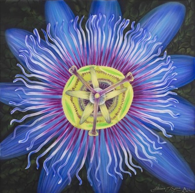 Hanna Rozpara, Passiflora, akryl, płótno