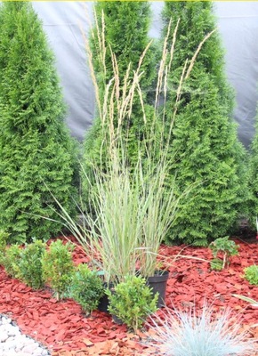 Trzcinnik ostrokwiatowy OVERDAM (Calamagrostis) P9