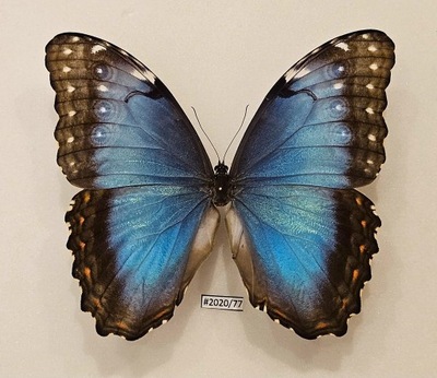 Motyl Morpho peleides samica 125mm .