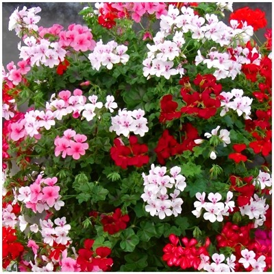 PELARGONIA BLUSZCZOLISTNA SPEEDY MIX 5 nasion