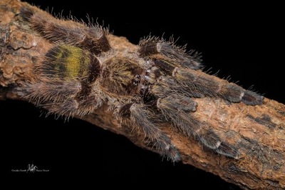 Psalmopoeus reduncus 3DC SAMICA