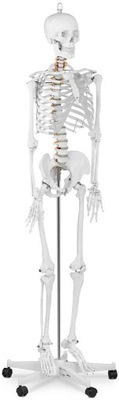 Szkielet człowieka model anatomiczny PHYSA PHY-SK-1
