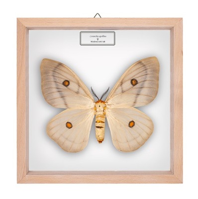 Motyl w gablotce Ceranchia apollina - samica