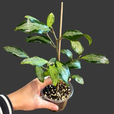 Ficus diversifolia variegata