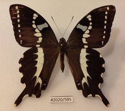 Motyl Papilio delalandei samiec 85mm .