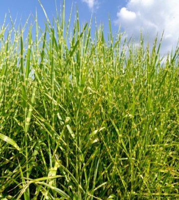 Trawa Miskant chiński APACHE W DONICZCE