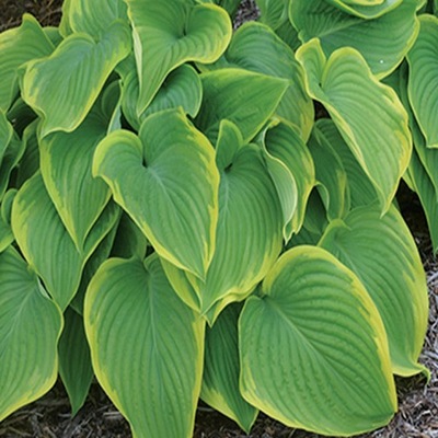 Hosta funkia 'Victory' kłącze 1 szt