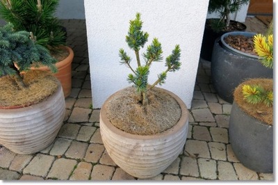 Pinus parviflora 'Ooh La La' - !!! !!! !!!