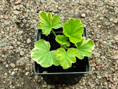 Pelargonia 'Atomic Snowflake'