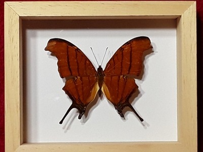 Motyl w ramce , gablotce 12x10 cm . Marpesia petreus - 70 mm . Meksyk .