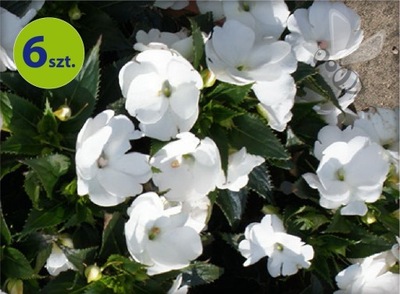 Sunpatiens biały 6 szt.