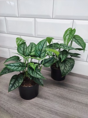 Monstera Siltepecana HEAT PACK GRATIS