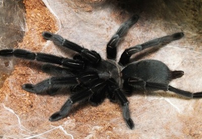 Chilobrachys sp.keang krachan SpidersForge)