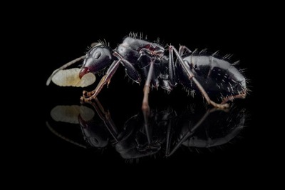 Mrówki Camponotus foreli Królowa