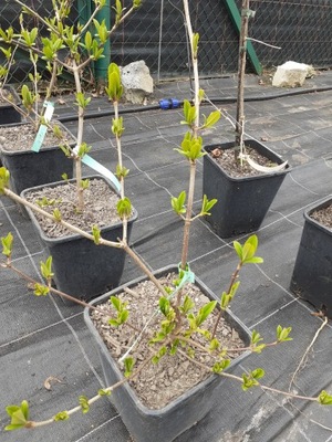 Viburnum sieboldii 'Seneca' - Kalina