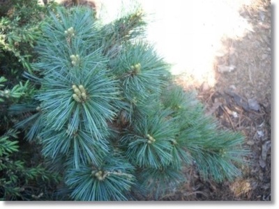 Pinus strobus 'Mary Butler' - unikat !!!