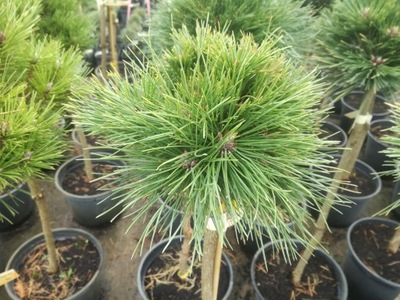 Sosna PA' Pinus nigra Brapa
