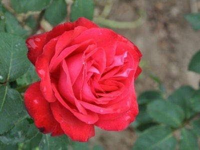 Róża wielkokwiatowa Fulugrante- gat. I