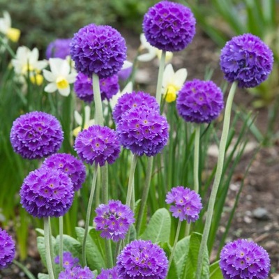 PIERWIOSNEK ZĄBKOWANY PRIMULA DENTICULATA SADZONKA