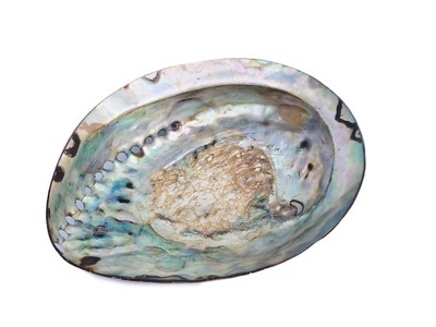 ABALONE shell piękna duża MUSZLA podstawka MUSZLE PAUA 18 cm