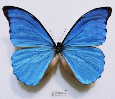 Motyl Morpho anaxibia 125mm samiec .