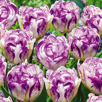 Tulipan Biało-Fioletowy 5 szt Tulipany cebulki