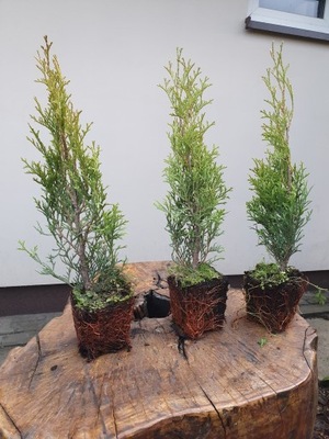 Tuja szmaragd thuja smaragd Producent 25 - 30 cm