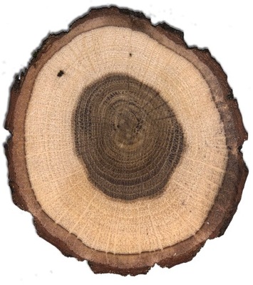 NATURALNE Plastry drewna dąb krążki 17-25cm
