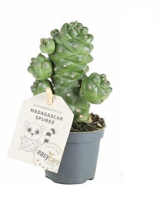 Euphorbia guentheri Wilczomlecz