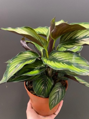 Calathea Beauty Star KALATEA JAK MALOWANA