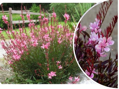 Gaura CZERWONA