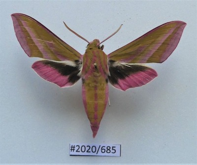 Motyl Deilephila elpenor .