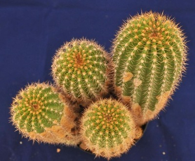 TRICHOCEREUS SPACHIANUS - 15cm kaktus #8369