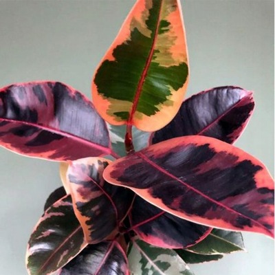 Fikus Ficus Belize Różowy Elastica Figowiec Sprężysty