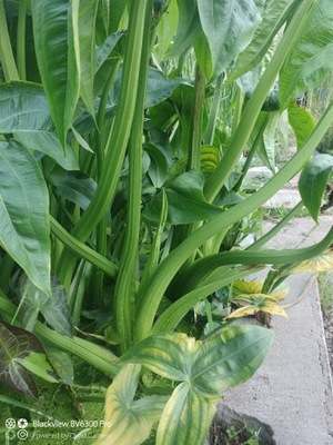 Strzałka Wodna Olbrzymia Sagittaria Gigantea