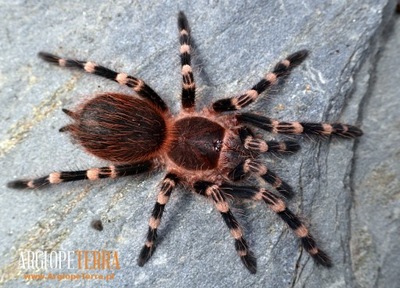 >10 sztuk< Acanthoscurria geniculata L3/4 - Ptasznik Białokolanowy