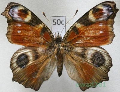 Aglais io (Linnaeus, 1758) Rusałka pawik Czech50c