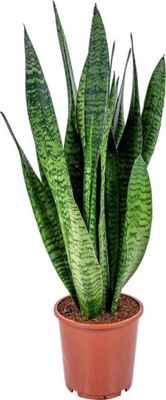 Sansewieria Zeylanica Sansevieria Wężownica