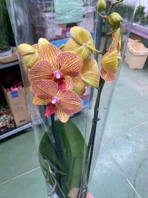 Storczyk Jmp 2 pędy 60cm