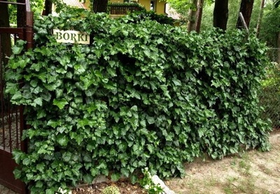 Hedera helix BLUSZCZ POSPOLITY ZIMOZIELONY