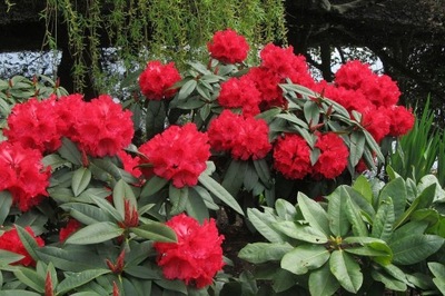 Różanecznik Rhododendron 'Krwisty'