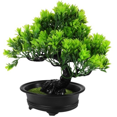 ROŚLINY DOMOWE Z CEDRU JAPOŃSKIEGO BONSAI