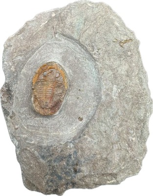 Trylobit, skamieniałość, Asaphellus