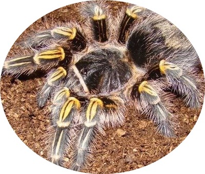 Grammostola pulchripes (SpidersForge