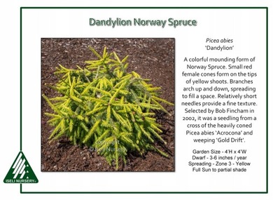 Picea abies 'Dandylion' - Rarytas !!!