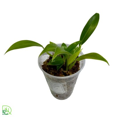 Philodendron 'little phil' (nr 10)