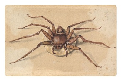 Magnes pająk pająki tarantula stary rysunek