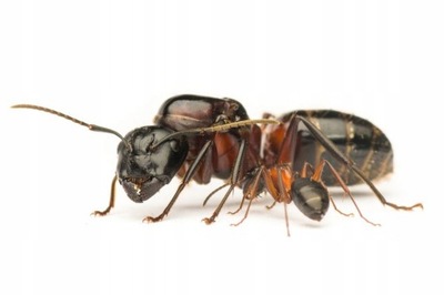 Camponotus ligniperda. Mrówki do formikarium.