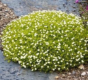 KARMNIK OŚCISTY (SAGINA SUBULATA) 1000 NASION