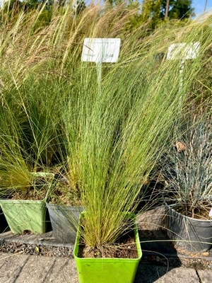 OSTNICA PONY TAILS TRAWA OZDOBNA P9